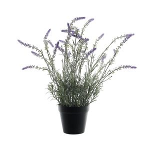 Potted Lavender - Lavender