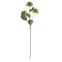 Essential Viburnum Spray - Green