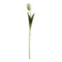 Essential Parrot Tulip - Cream