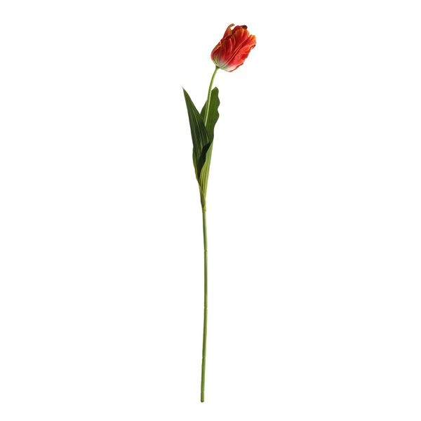 Essential Parrot Tulip - Orange