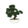 Botanica Bonsai Potted