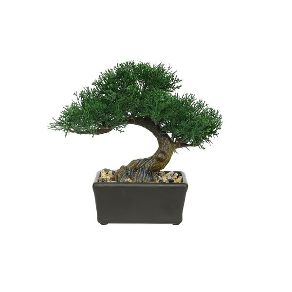 Botanica Mini Bonsai Potted