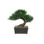 Botanica Mini Bonsai Potted