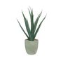 Botanica Agave Med Potted - Grey