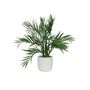 Botanica Palm Potted - White