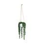 Botanica String of Beads Hanging potted 