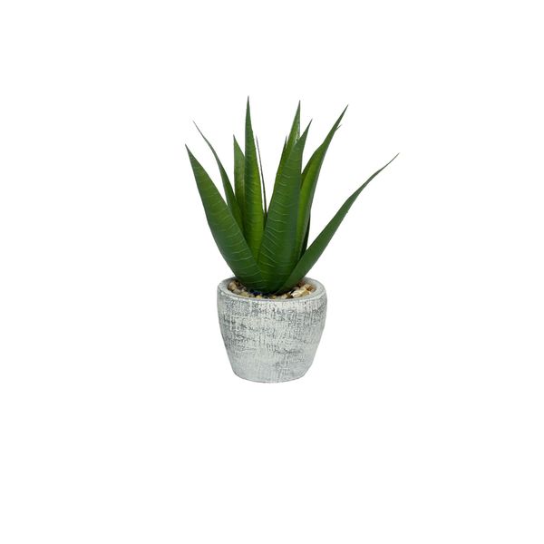 Botanica Aloe Potted 