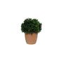 Botanica Topiary Potted  - Terracotta - 19cm