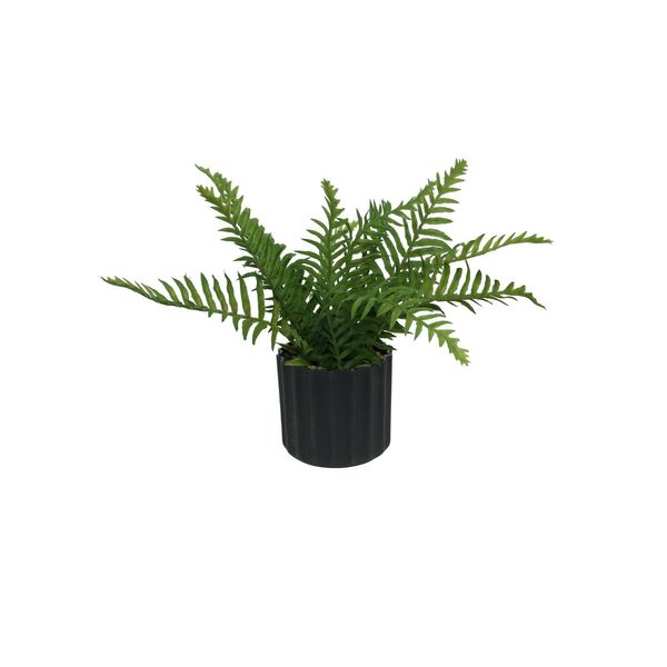 Botanica Fern Potted  - Black Textured Pot - 30cm