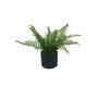 Botanica Fern Potted  - Black Textured Pot - 30cm