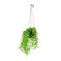 Botanica Hanging Mini String of Pearls
