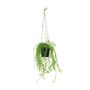 Botanica Hanging Mini Trail