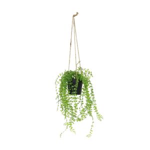 Botanica Hanging Mini Trail