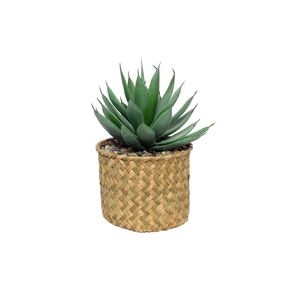 Botanica Succulent Potted - 23cm