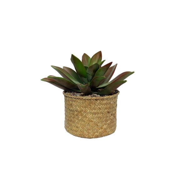 Botanica Succulent Potted - 20cm