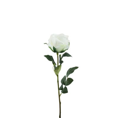 Essential Garden Rose - White - 