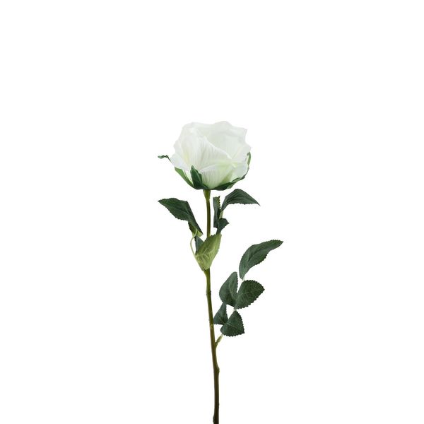 Essential Garden Rose - White - 