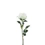 Essential Garden Rose - White - 