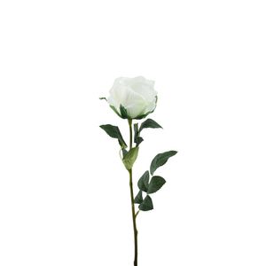 Essential Garden Rose - White - 