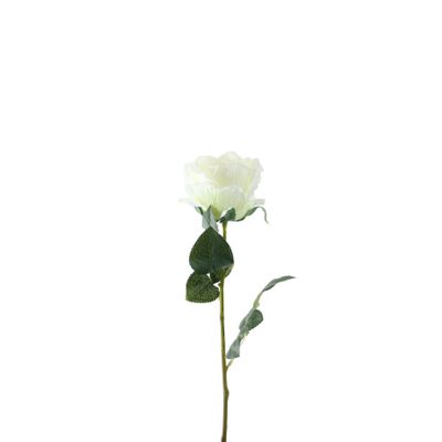 Essential Garden Rose - Ivory - 