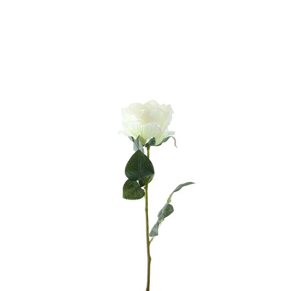 Essential Garden Rose - Ivory - 