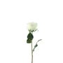 Essential Garden Rose - Ivory - 