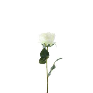 Essential Garden Rose - Ivory - 