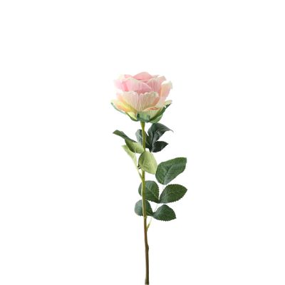 Essential Garden Rose - Tonal Soft Pink