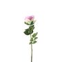 Essential Garden Rose -  Tonal Lilac