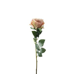 Essential Garden Rose - Vintage  Blush
