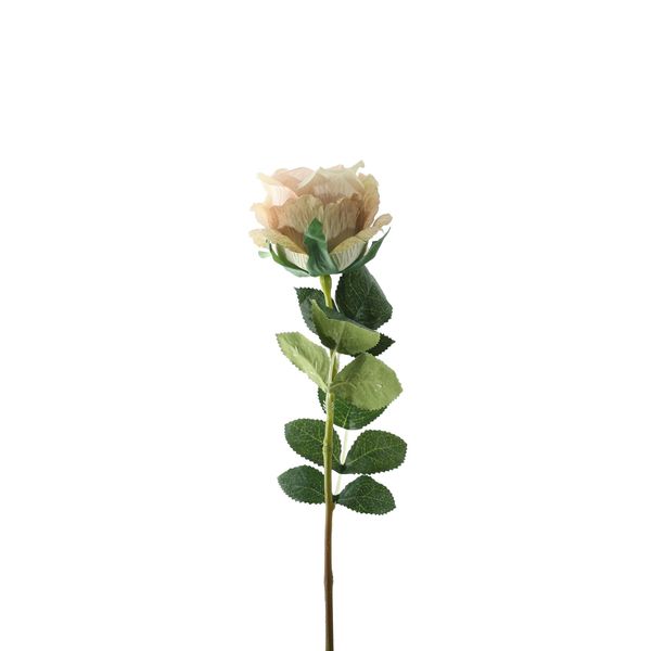Essential Garden Rose -  Vintage Ivory