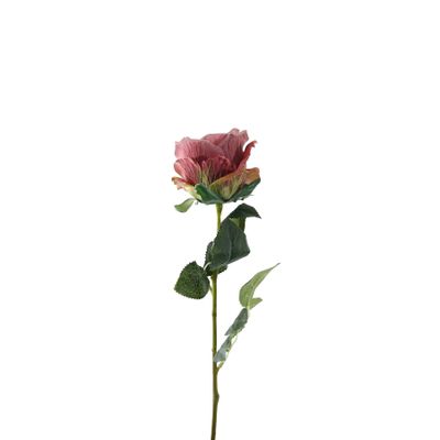 Essential Garden Rose - Vintage  Dusky Pink