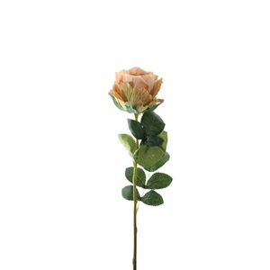 Essential Garden Rose - Vintage Nude