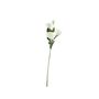 Essential Lisianthus - White