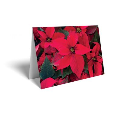 Folded Card - Poinsettia - Pk25