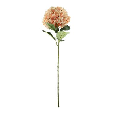 Essential Giant Hydrangea KD - Peach