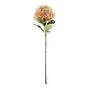 Essential Giant Hydrangea KD - Peach