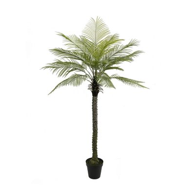 Botanica Phoenix PalmTree in Pot x19 - 210cm 