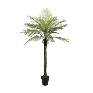 Botanica Phoenix PalmTree in Pot x19 - 210cm 