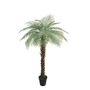 Botanica Phoenix Palm  Tree Thick Trunk in Pot x25 - 180cm 