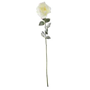 Snowy English Rose - White - 72cm