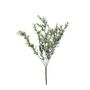Sparkle Box Bush  - Green - 50cm