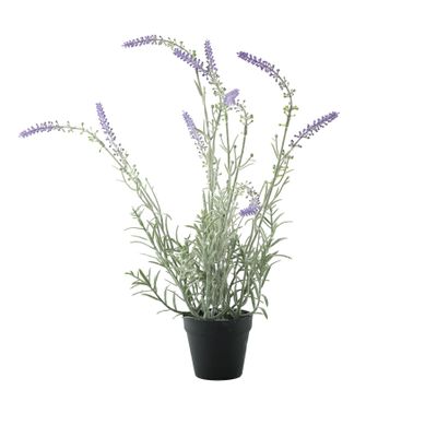 Essential Potted Lavender