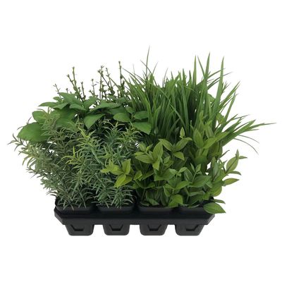 Botanica Assorted Herbs