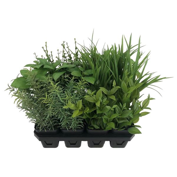Botanica Assorted Herbs
