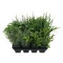 Botanica Assorted Herbs