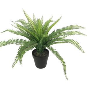 Botanica Fern - 48cm 