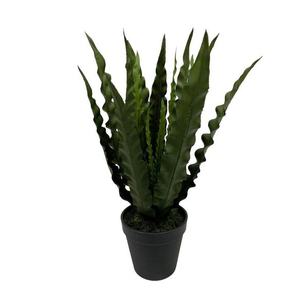 Botanica Birdnest Fern in Pot - 36cm