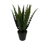 Botanica Birdnest Fern in Pot - 36cm