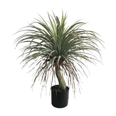 Botanica Yucca in pot - 82cm 